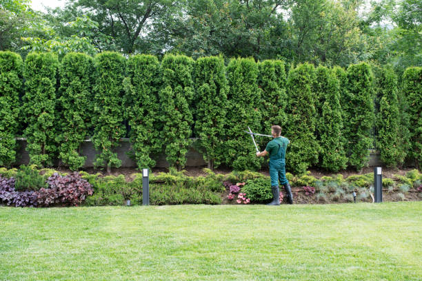 Best Arborist Services Near Me  in USA